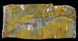 Jurassic Petrified Wood Slab - Henry Mountain #38560-1